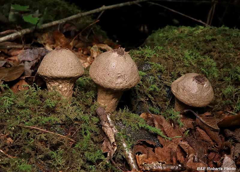 Lycoperdon-Puffball