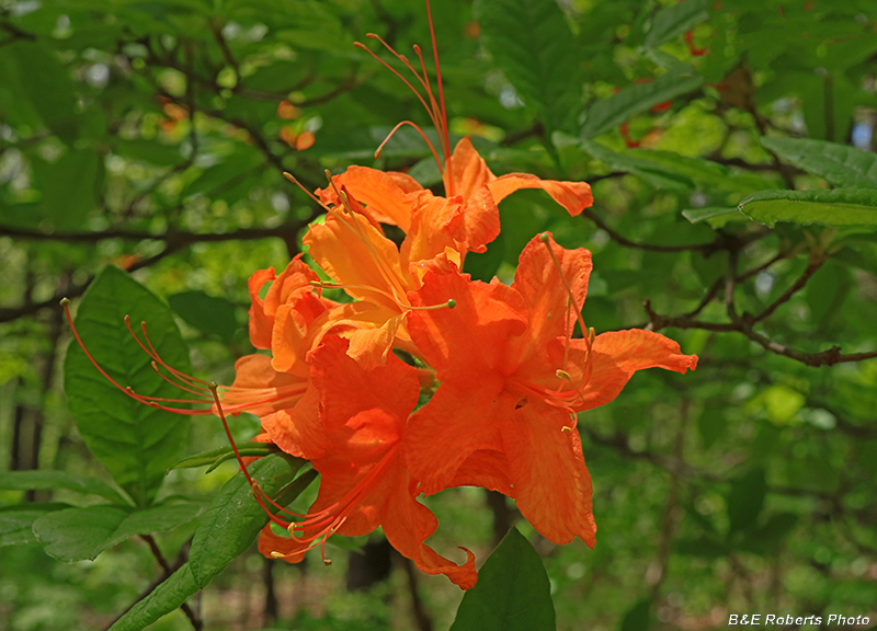 Flame_Azalea