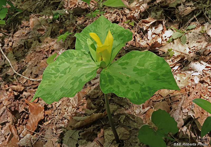 Trillium_cuneatum