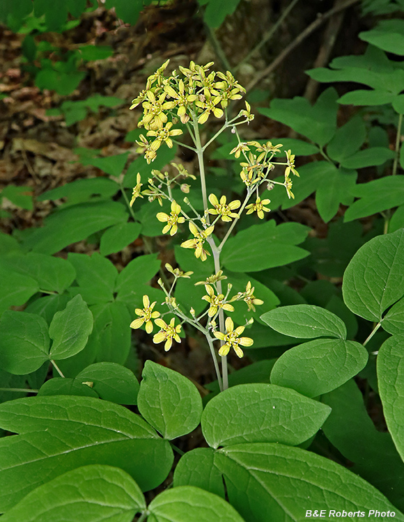 Blue_Cohosh