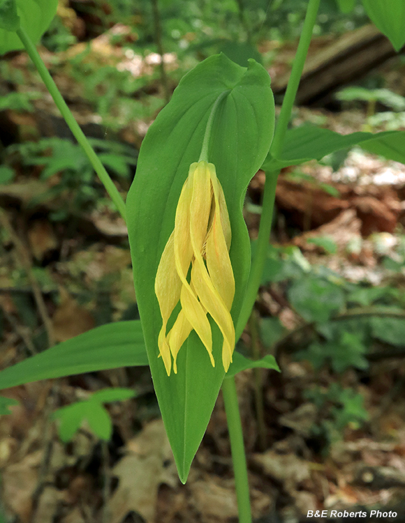 Large_Bellwort