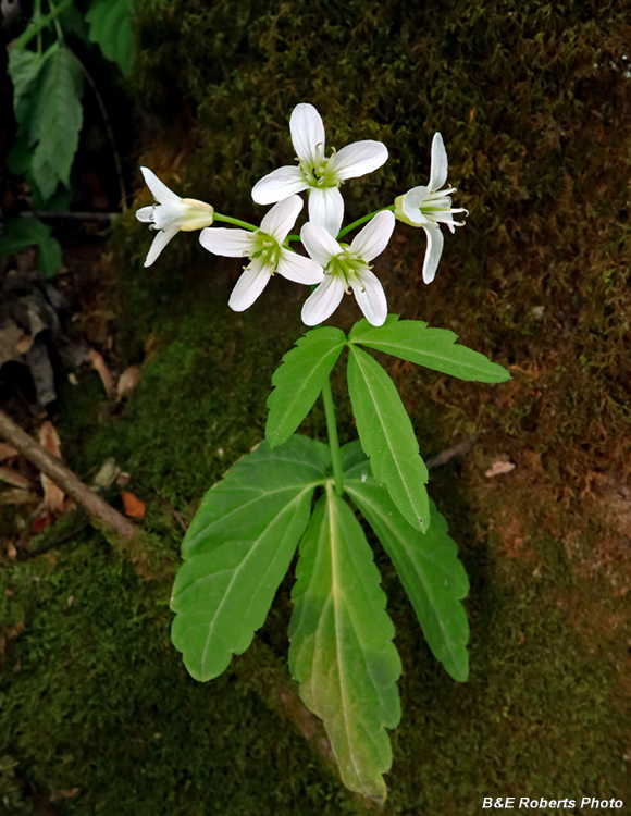 Toothwort_angustata