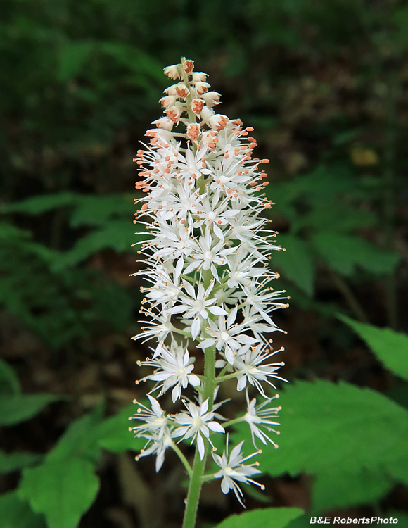 Foamflower