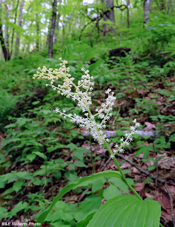 Maianthemum