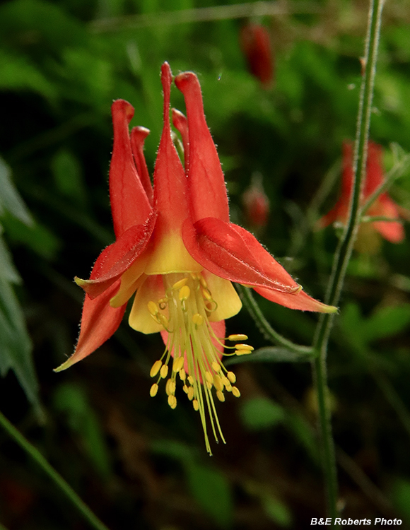 Columbine