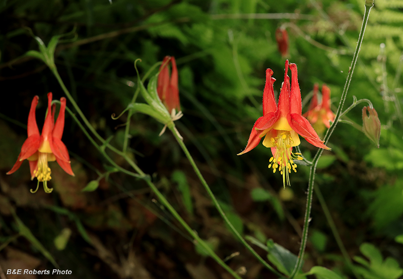 Columbine