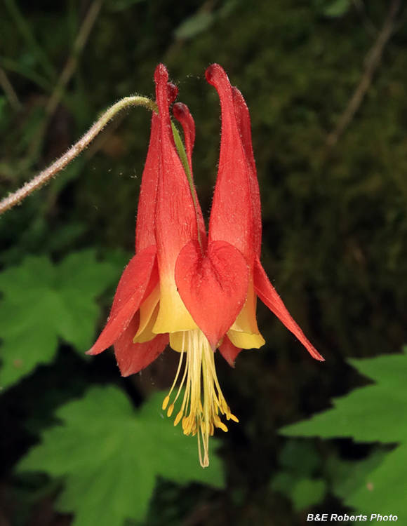 Columbine