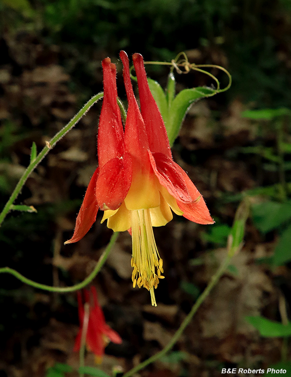 Columbine