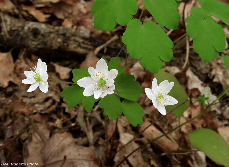 Rue_Anemone