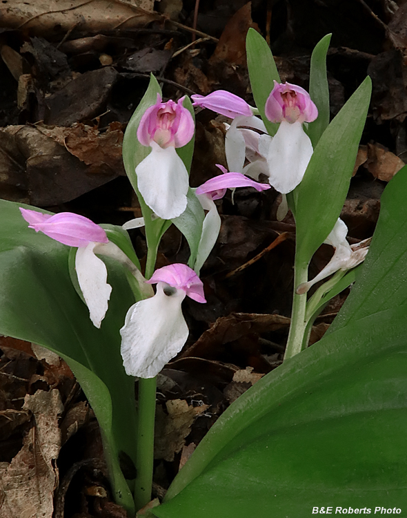 Showy_Orchis