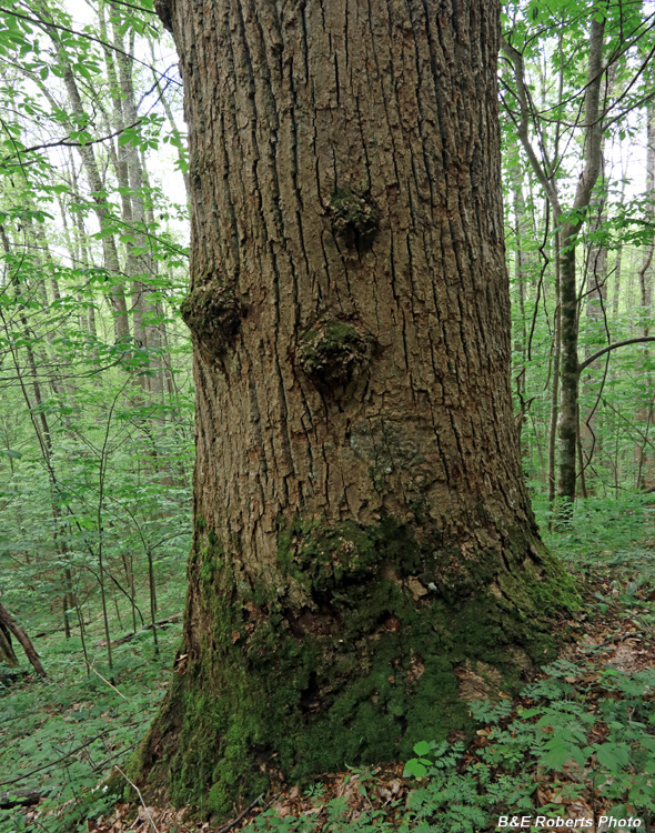 Huge_tree