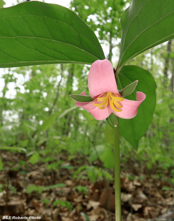 Trillium_catesbaei