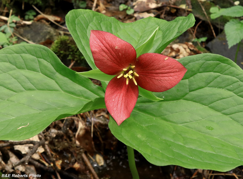 Trillium_erectum