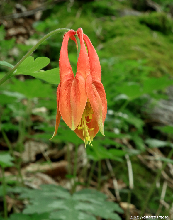 Columbine