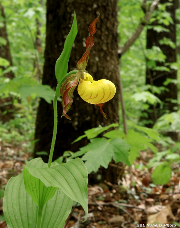 Yellow_Ladys_Slipper