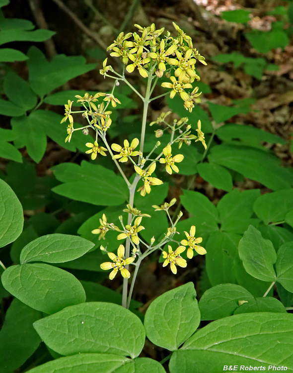 Blue_Cohosh