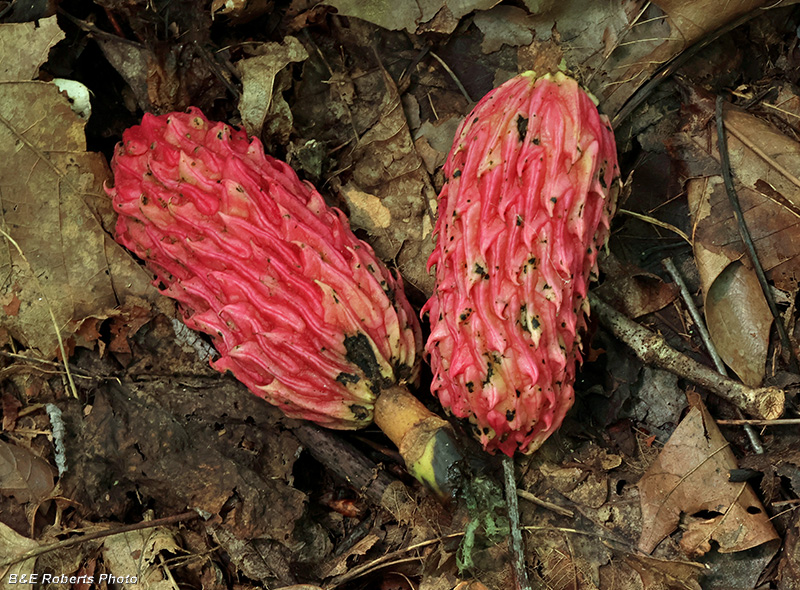 Magnolia_pods