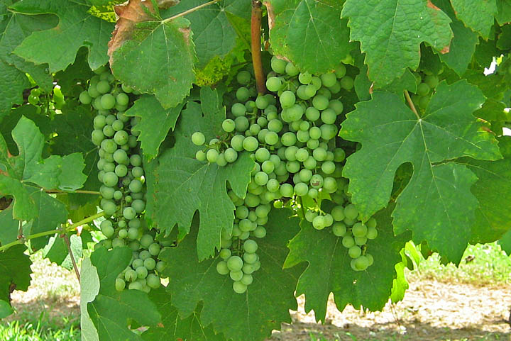 Grapes