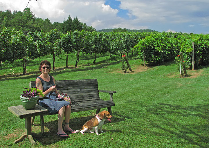 Vineyard_bench