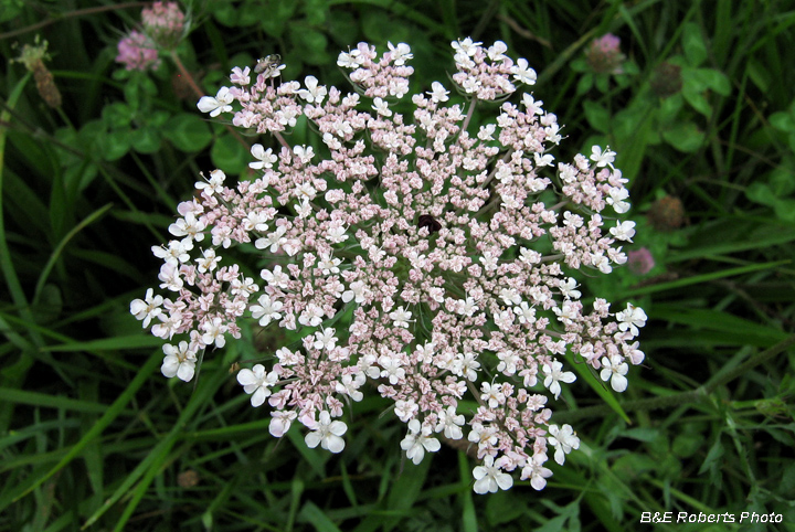 flower_heads