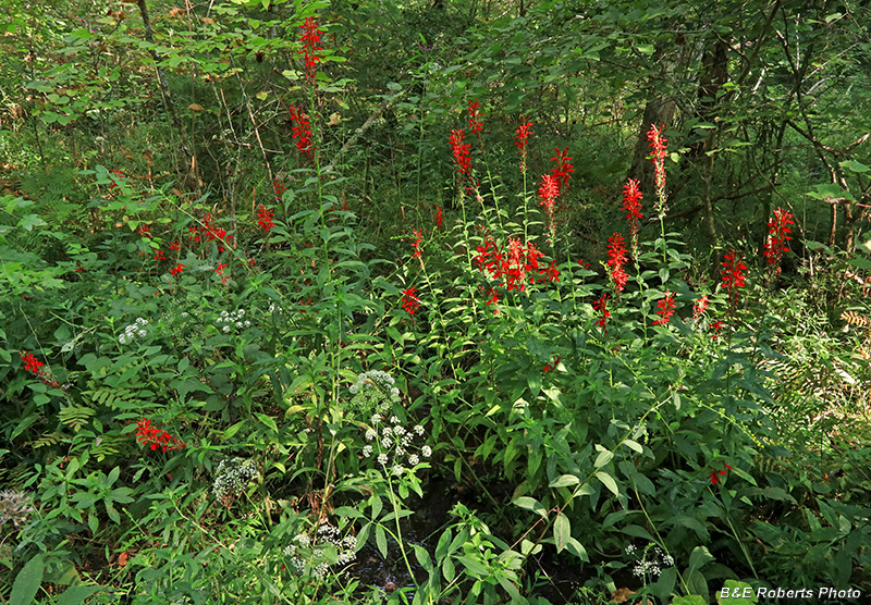 Cardinal_flowers