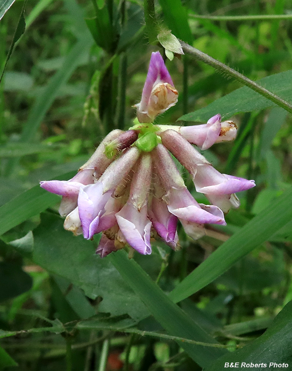 Hog_Peanut