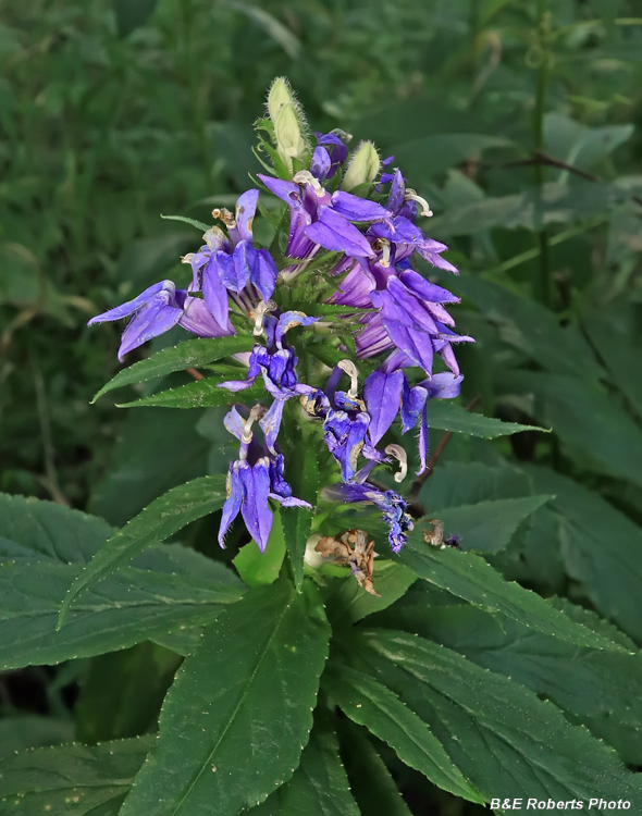 Lobelia