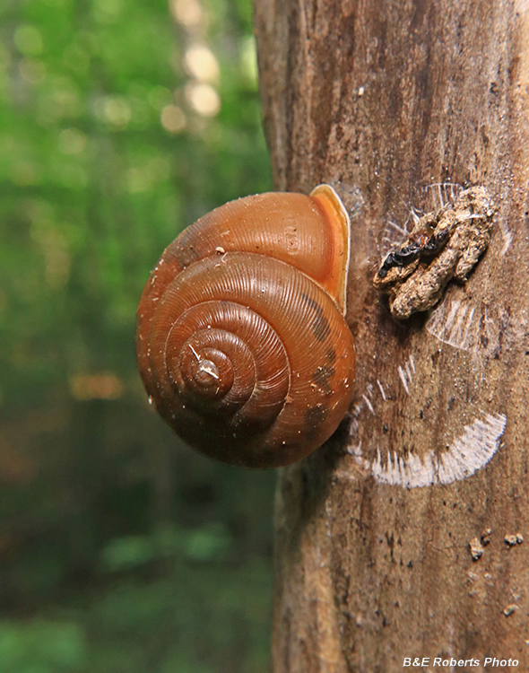 Snail