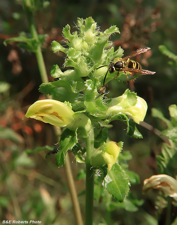 Pedicularis_lanceolata