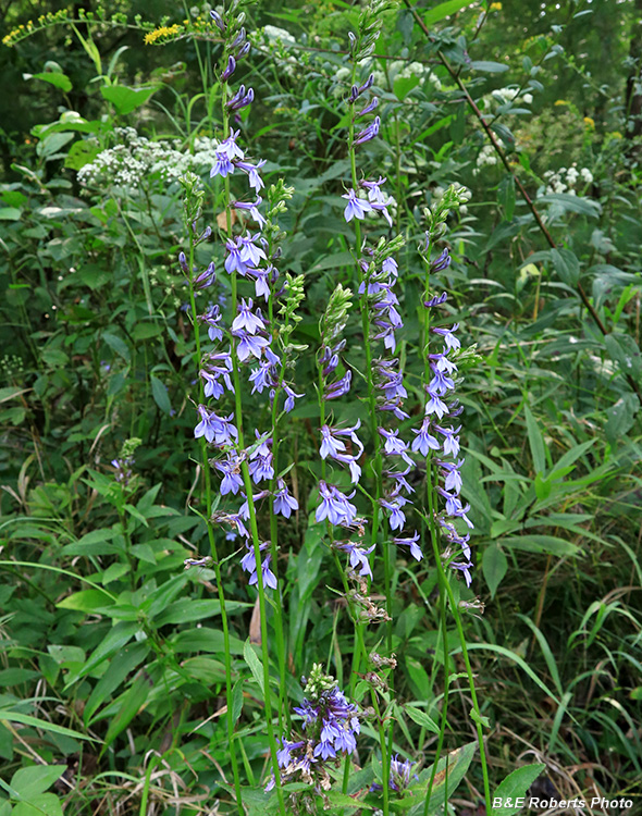 Lobelia