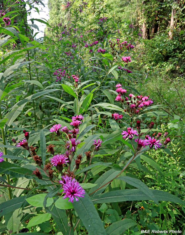 Ironweed