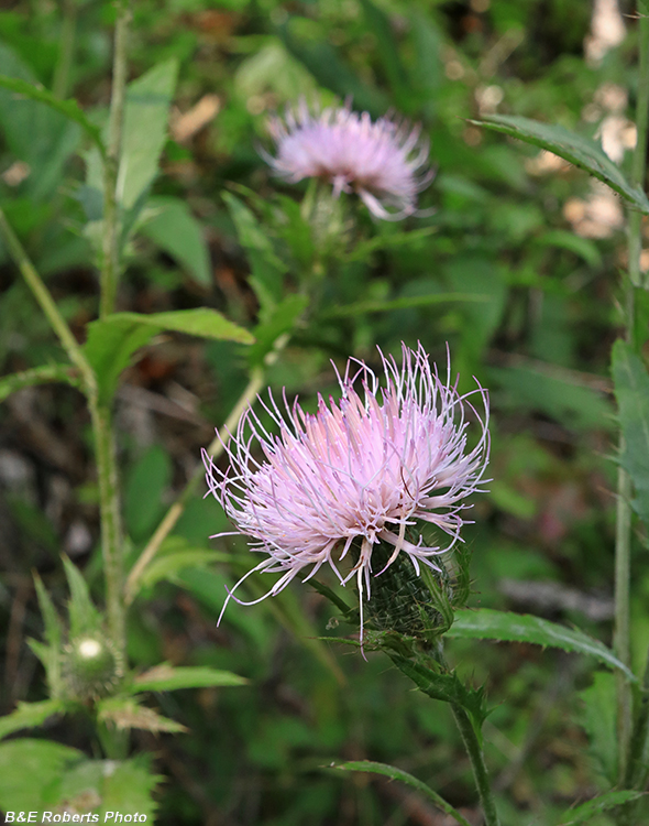 Thistle_Cirsium_altissimum