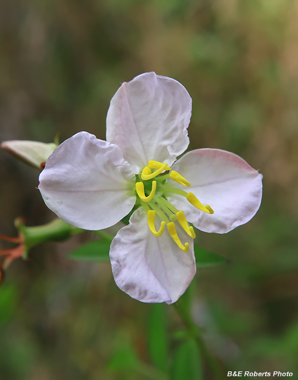 Rhexia-Meadow_Beauty