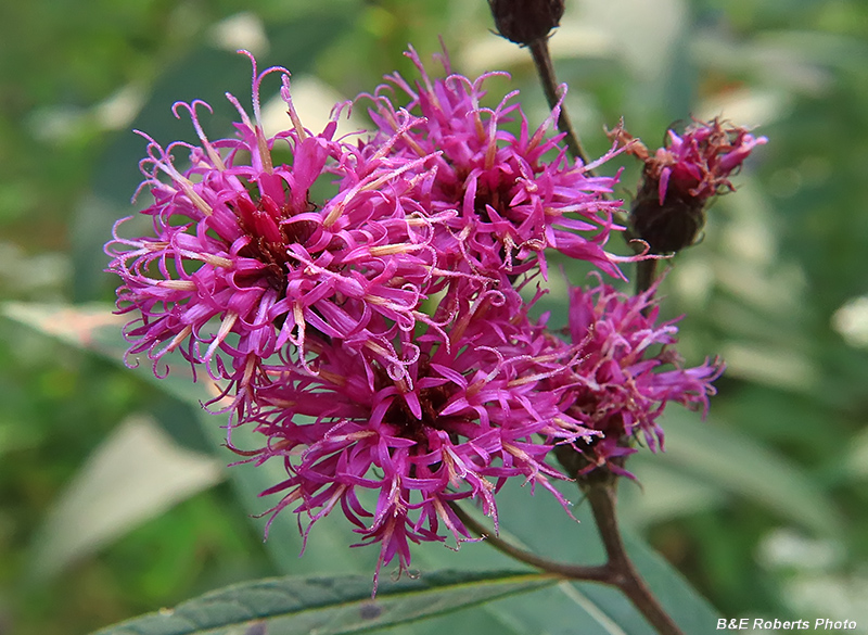 Ironweed