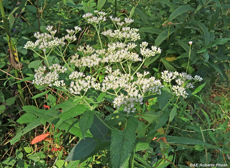 Eupatorium