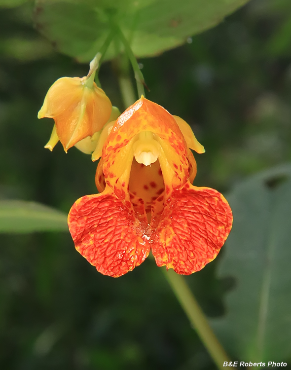 Jewelweed