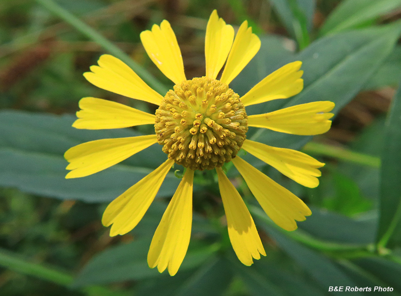 Sneezeweed