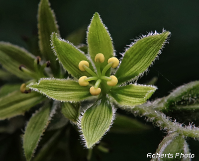 Veratrum